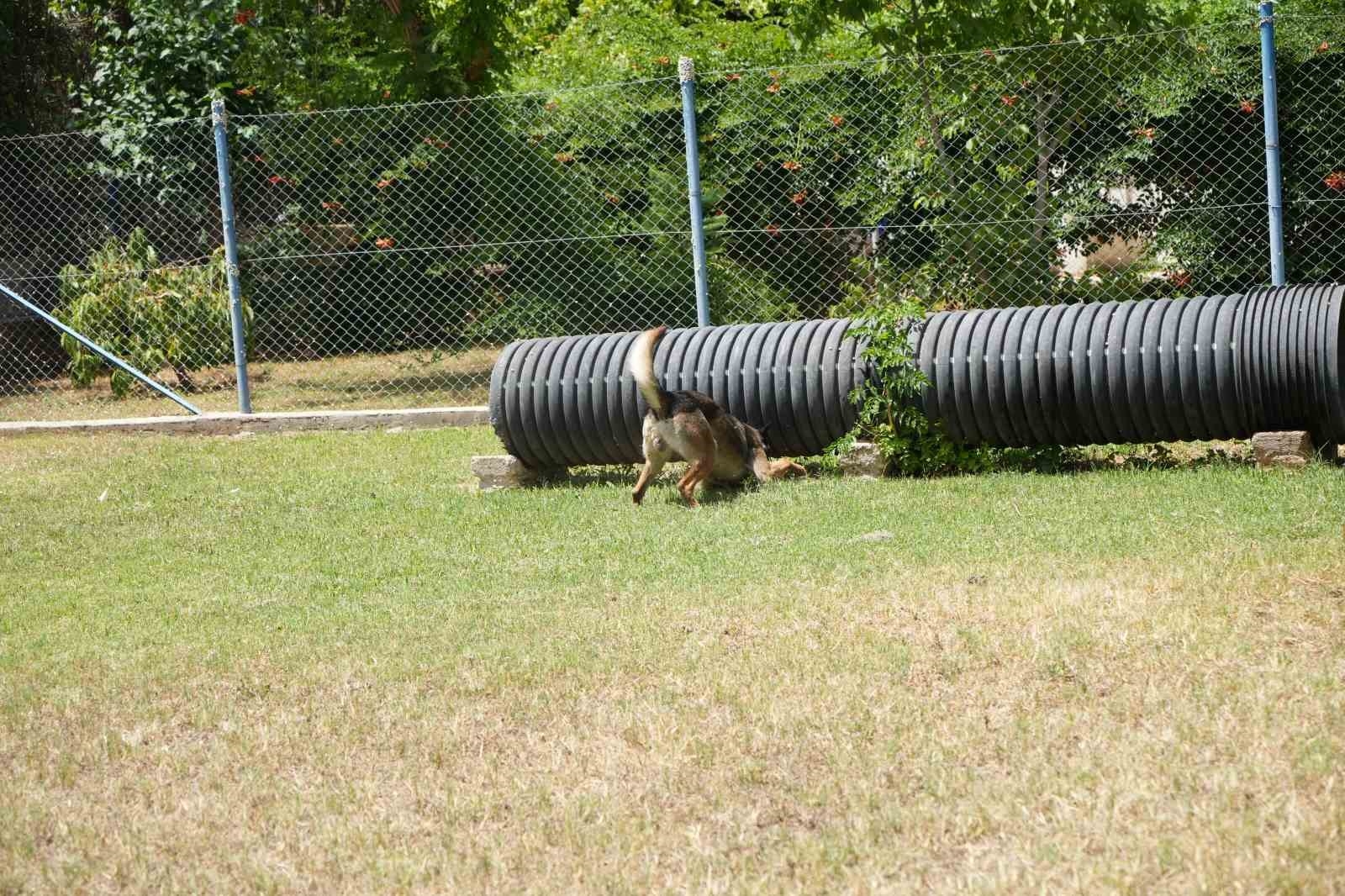 Antalya'da para ve madde kokusuna duyarlı köpekler operasyonların kurtarıcısı