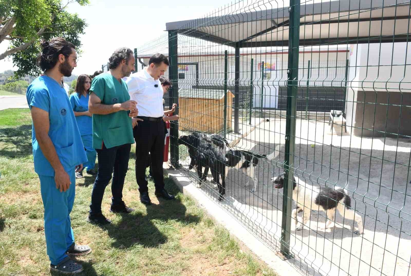 Başkan Özyiğit: "Sokak hayvanlarını sahiplendirmeye başladık"