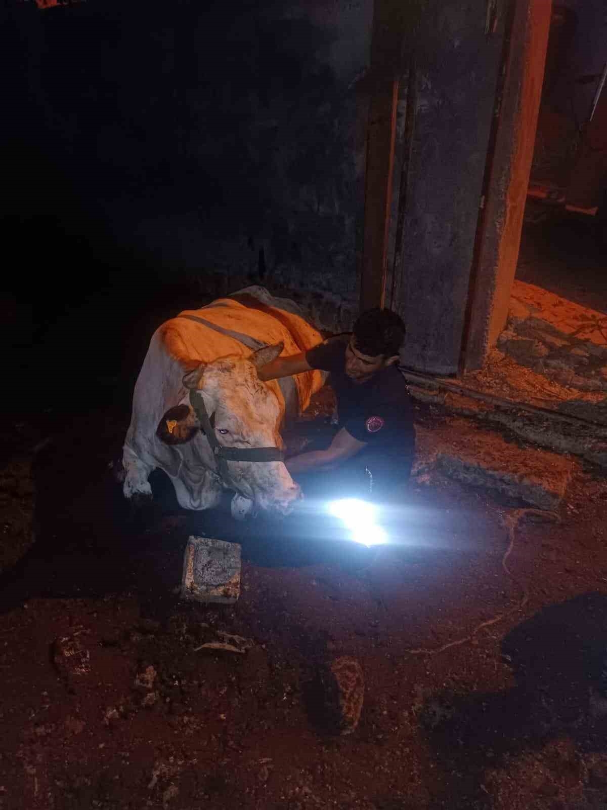 Demirlerin arasında sıkışan ineğin imdadına itfaiye ekipleri yetişti