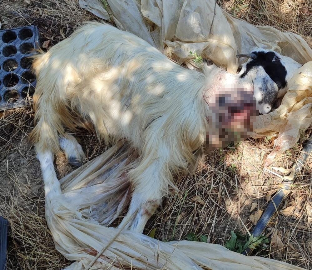 Gazipaşa'da bahçeye giren kurt hayvanları telef etti
