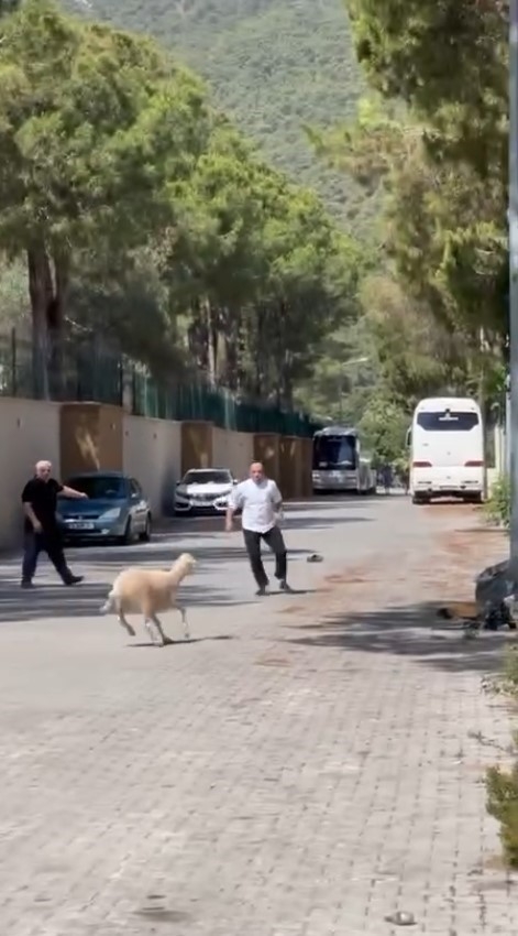 Kurban Bayramı'nda manzara değişmedi, 'firari kurbanlıklar' sahiplerine ter döktürdü