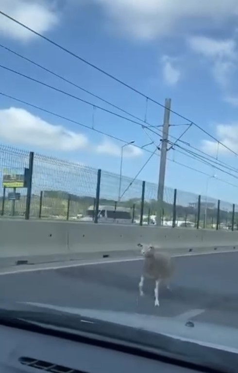Kurban Bayramı'nda manzara değişmedi, 'firari kurbanlıklar' sahiplerine ter döktürdü