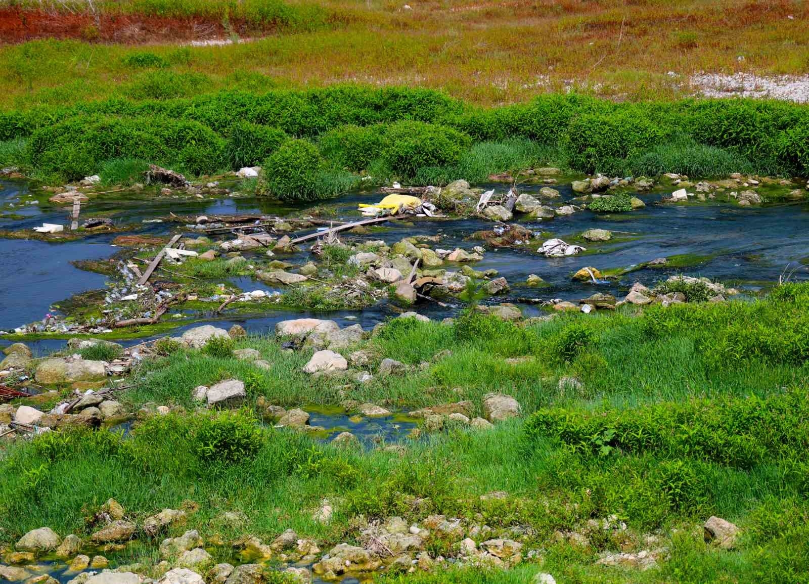 Nehri kaplayan yosunlar insan boyunu geçti, kötü koku kenti kapladı