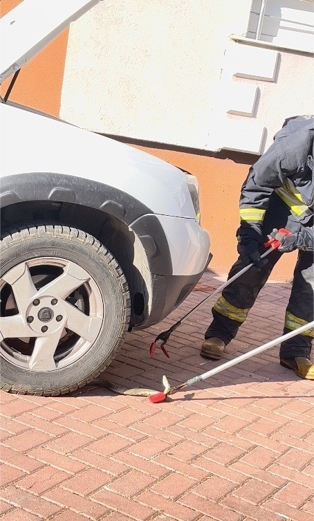 Park halindeki cipe giren yılanı, itfaiye ekipleri çıkardı
