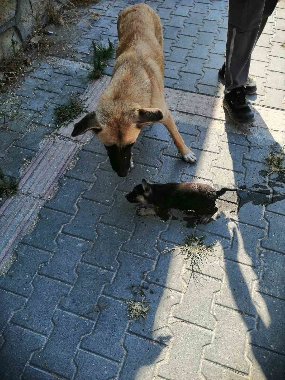 Rögara düşen köpeği itfaiye kurtardı