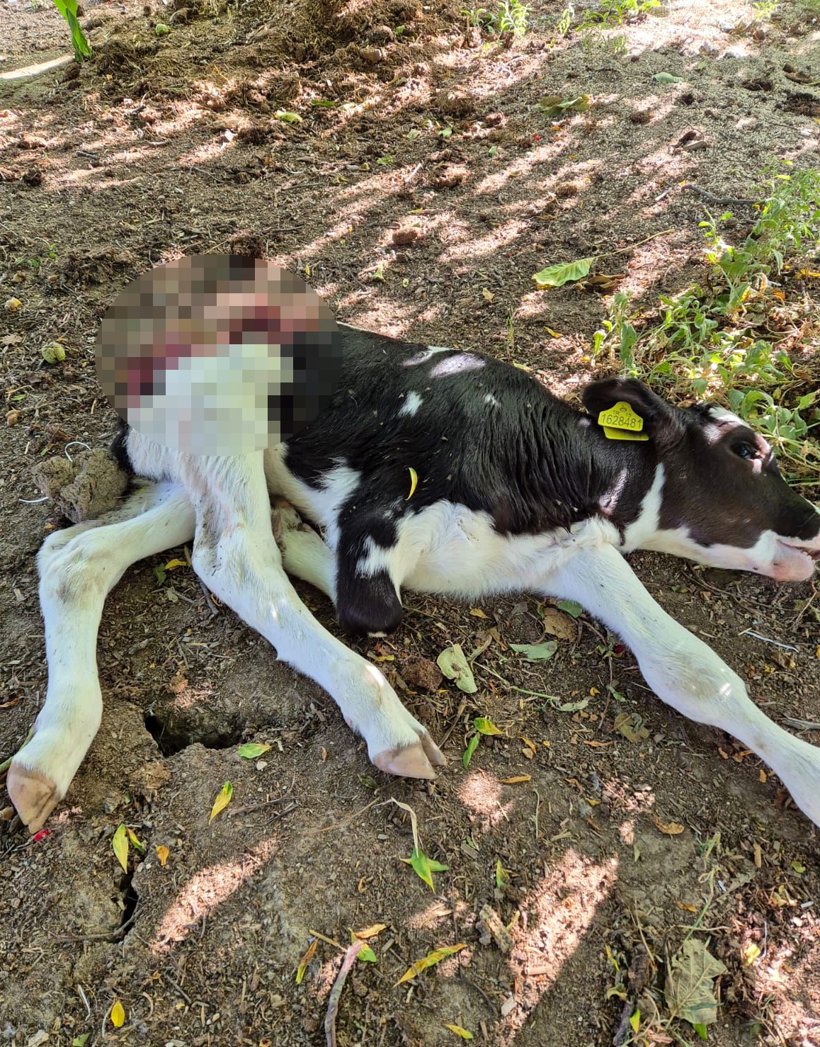 Sokak köpekleri buzağıya saldırdı