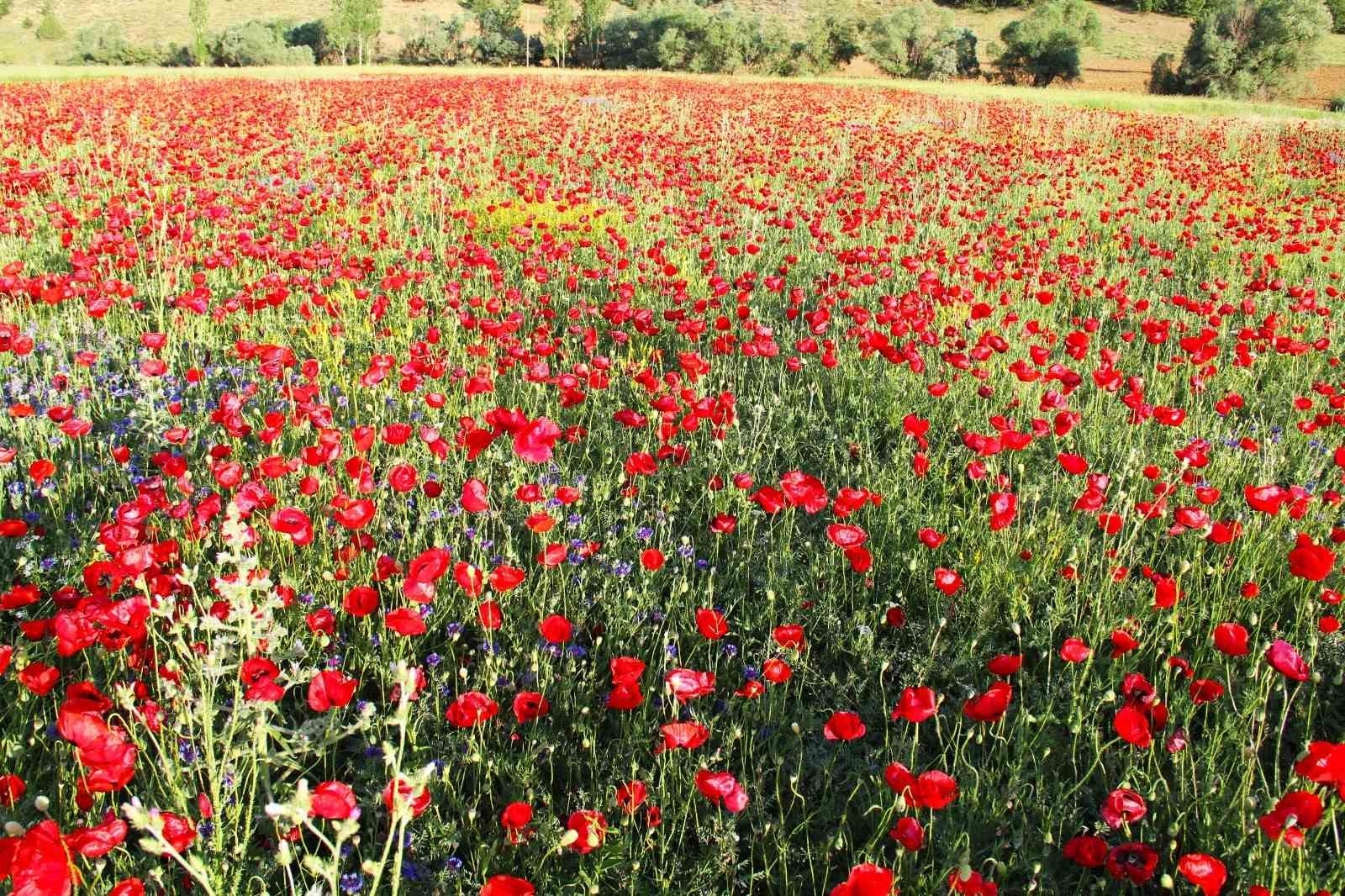 Tarlalarda açan gelincikler görsel şölen oluşturdu