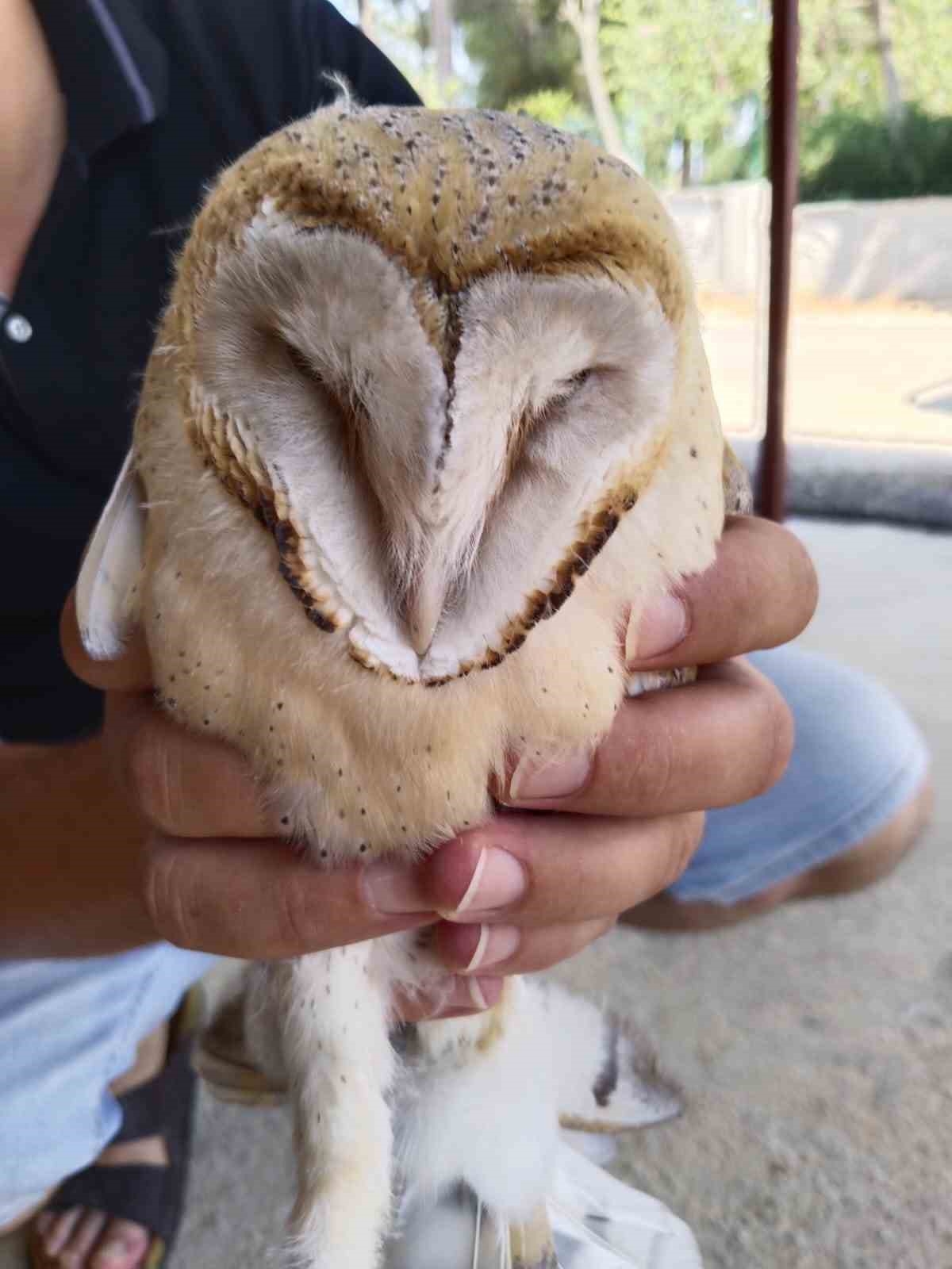 Türkiye'de nadir görülen peçeli baykuş, Antalya'da evin bahçesinde bulundu