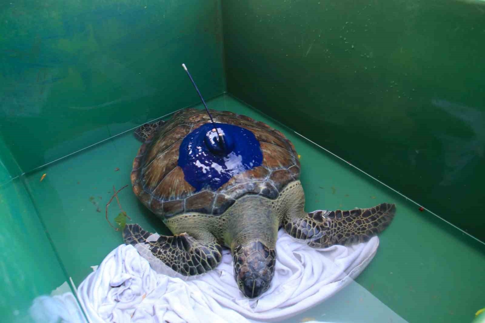 Uydu vericisi takılan yeşil deniz kaplumbağaları denize bırakıldı