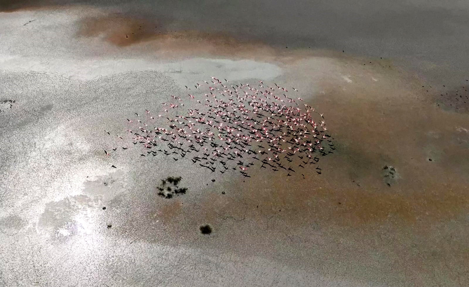 Yarışlı Gölü'nün misafirleri flamingolar, dronla görüntülendi