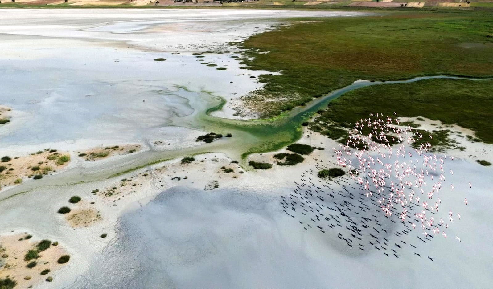 Yarışlı Gölü'nün misafirleri flamingolar, dronla görüntülendi