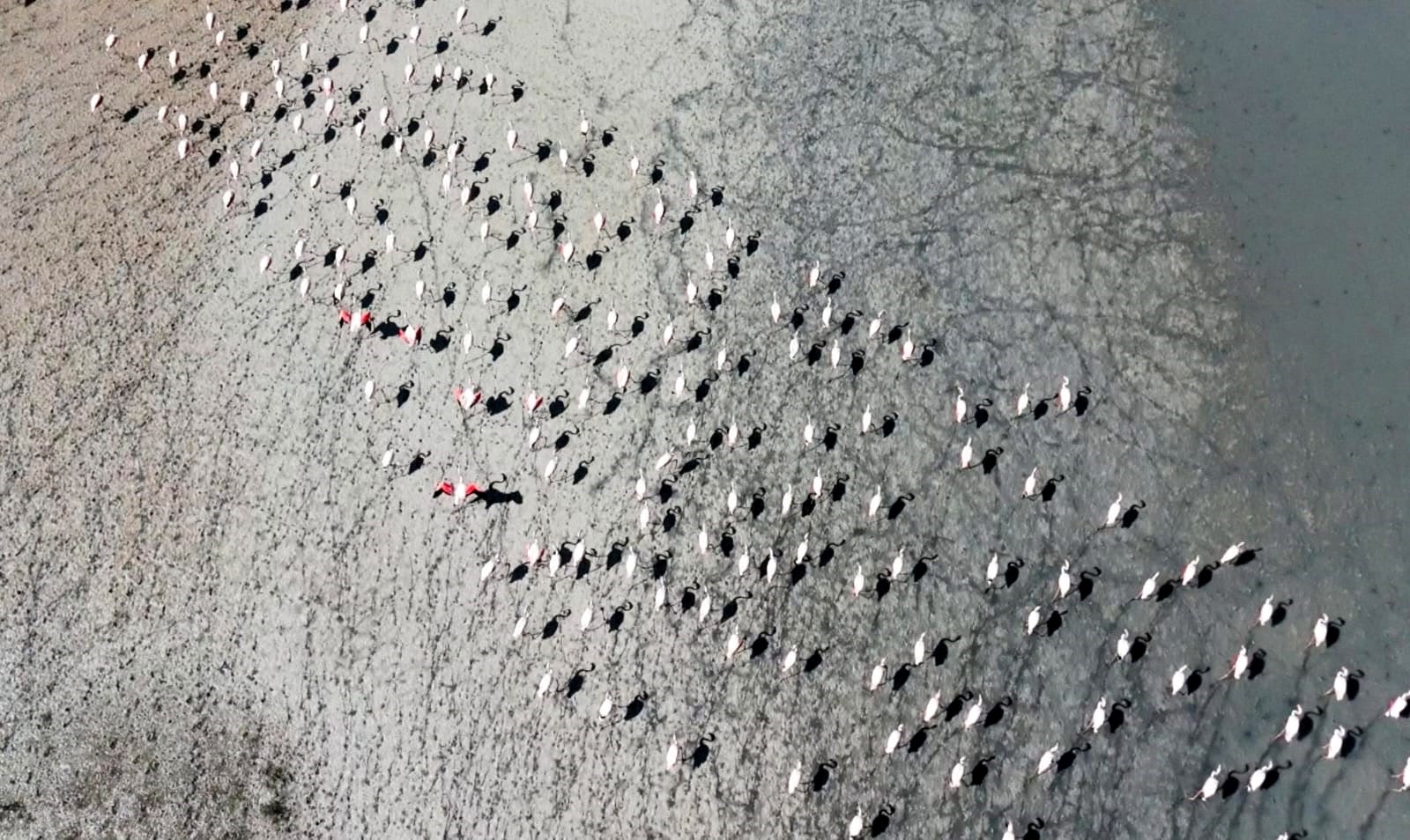 Yarışlı Gölü'nün misafirleri flamingolar, dronla görüntülendi