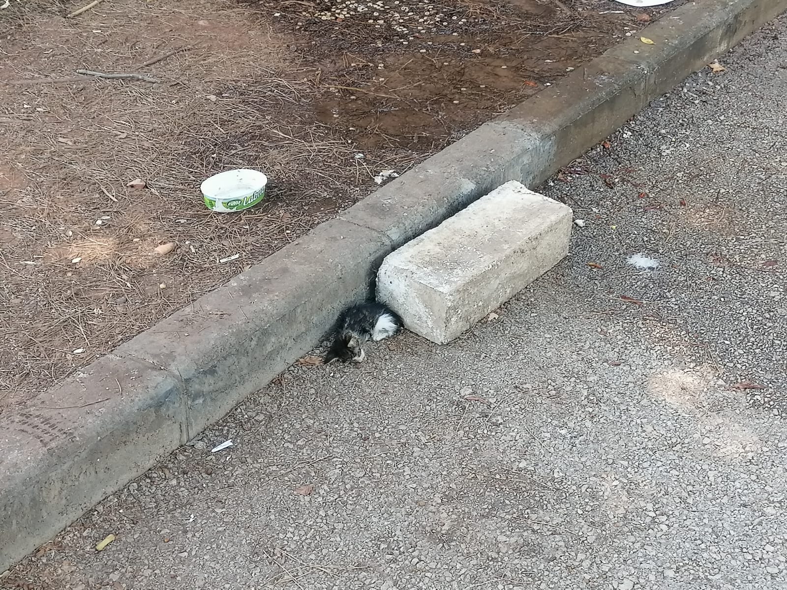 Kedi Evleri Bakımsız Halde