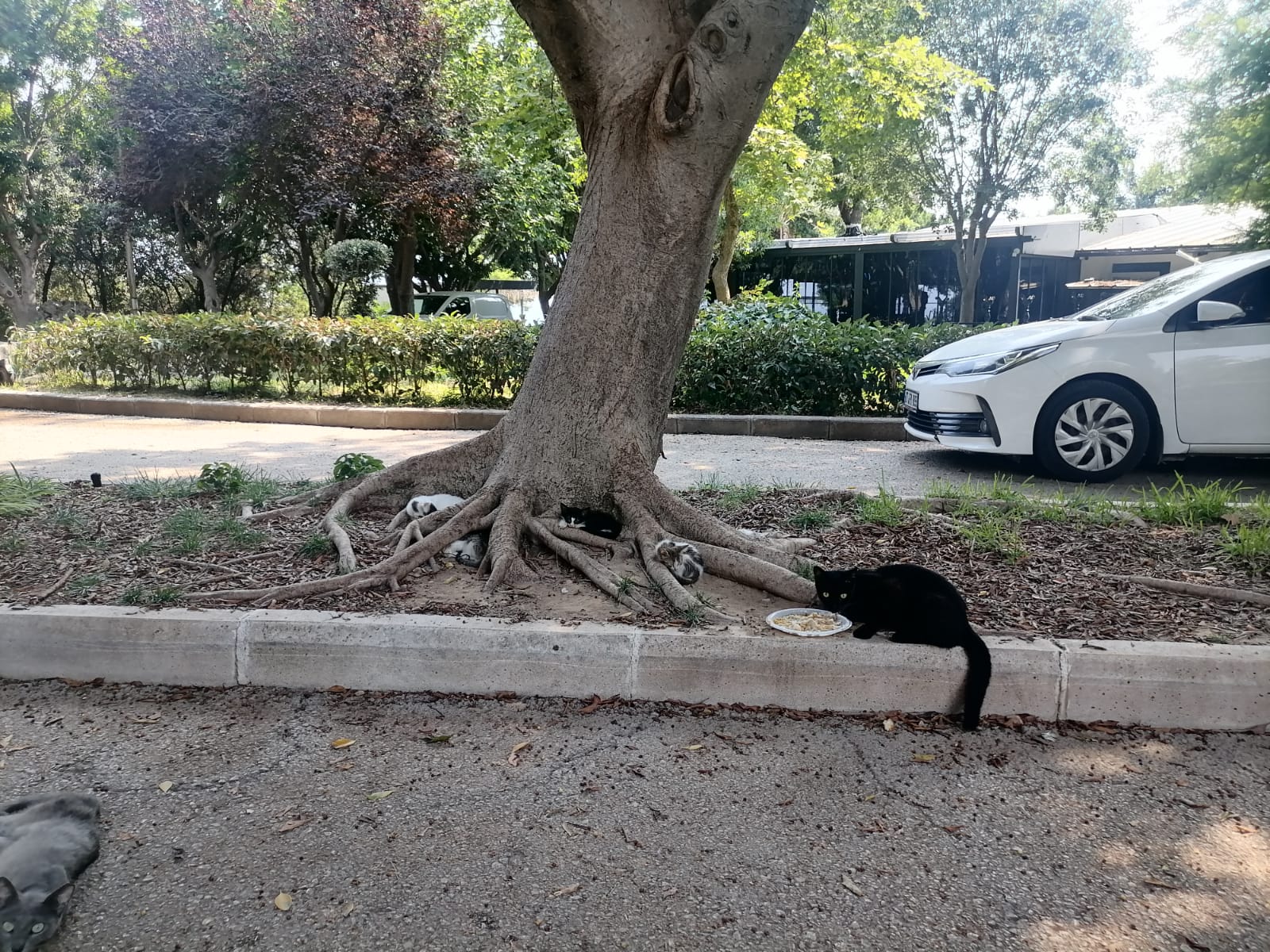 Kedi Evleri Bakımsız Halde