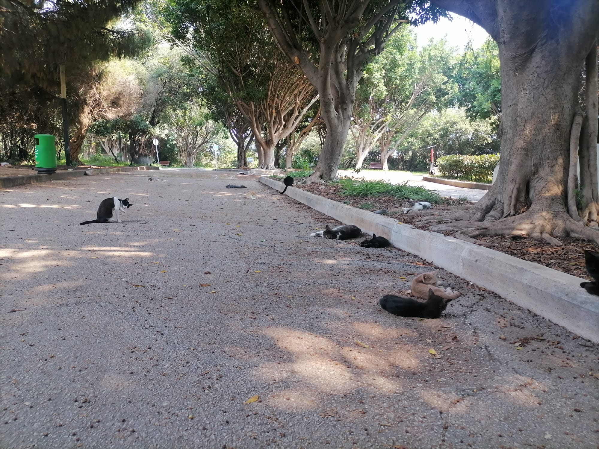 Kedi Evleri Bakımsız Halde
