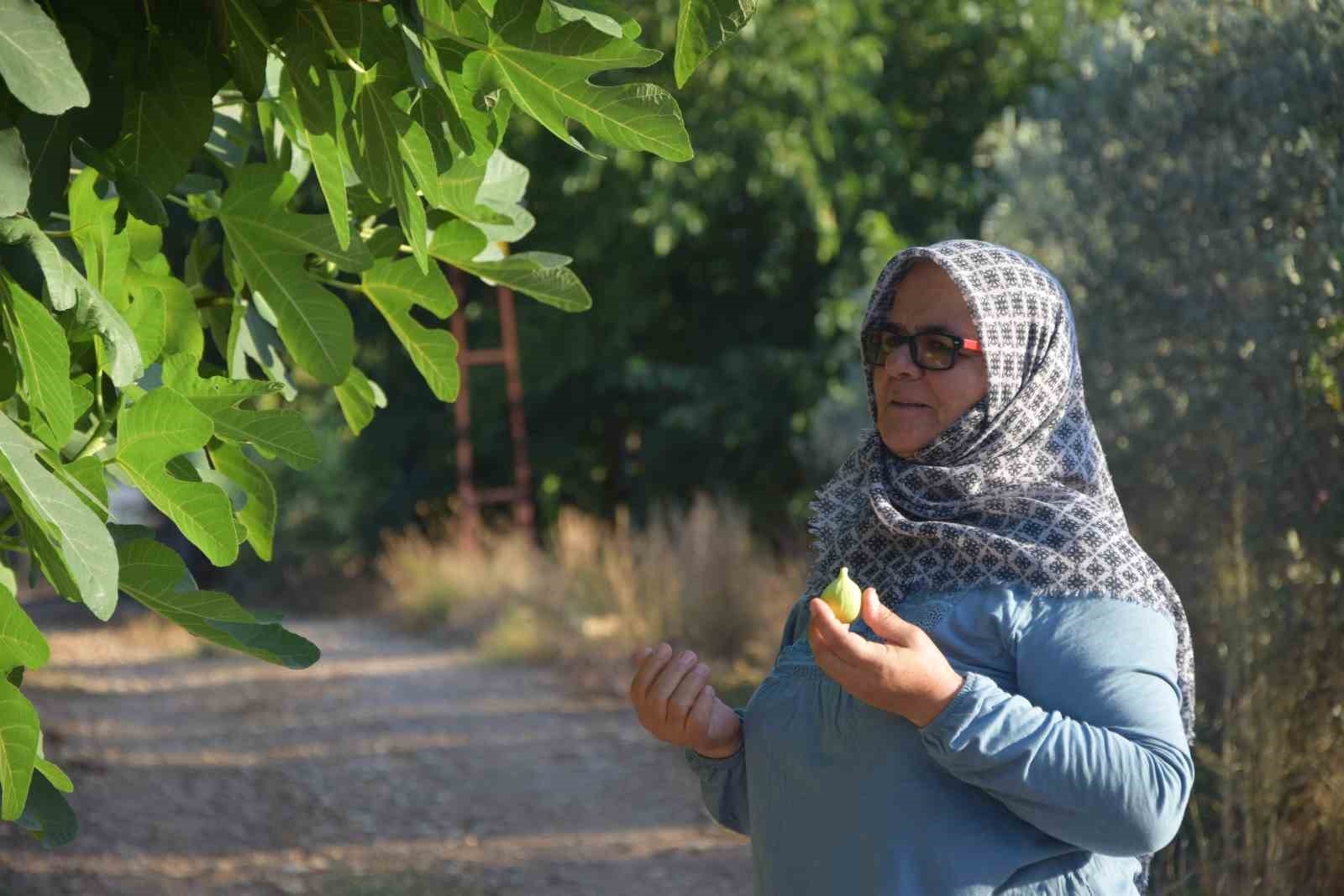 Ağaçtan incir yiyenlerden astığı yazı ile şehitlerin ruhuna Fatiha istedi