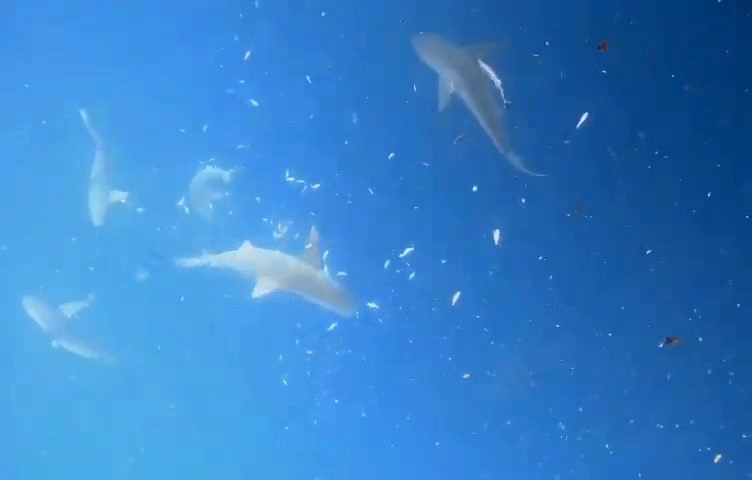 Akdeniz'in derinliklerinde dalgıçlar, köpek balığı sürüsüyle burun buruna geldi
