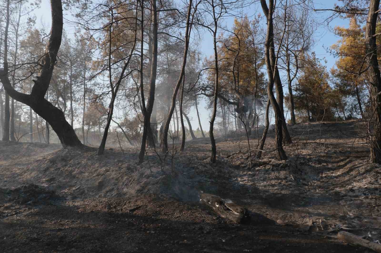 Antalya'da çıkan yangın seraları ve ormanlık alanı etkiledi