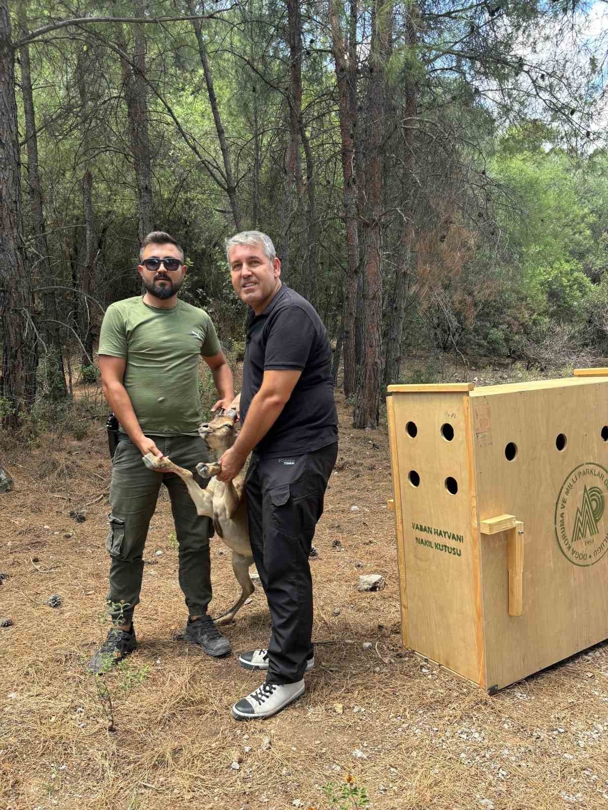 Antalya'da yaralı halde şehirde dolaşan yavru yaban keçisi yakalandı