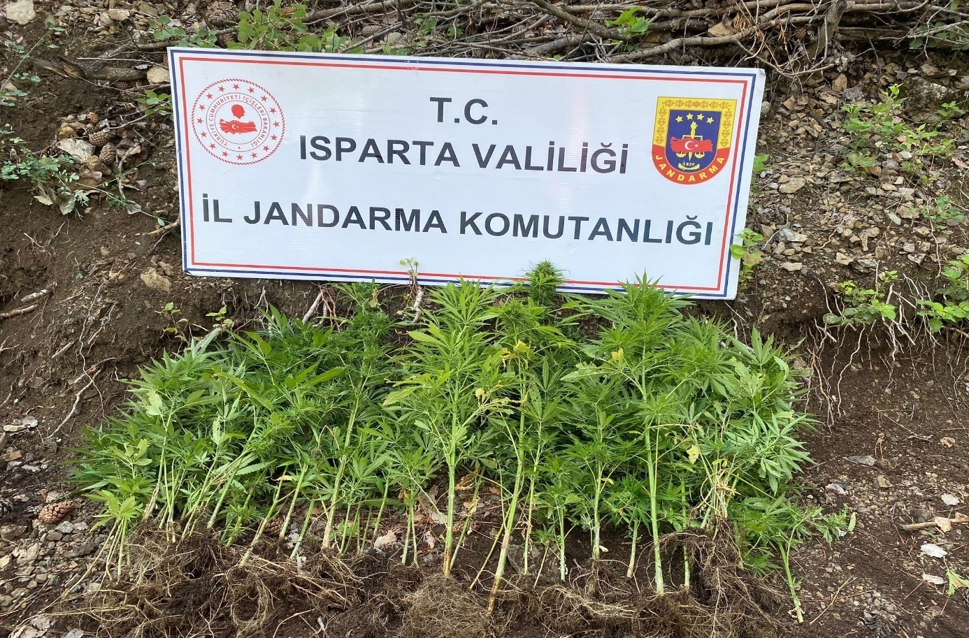 Isparta'da yasa dışı kenevir ekimi yapan 1 şahsa adli işlem başlatıldı