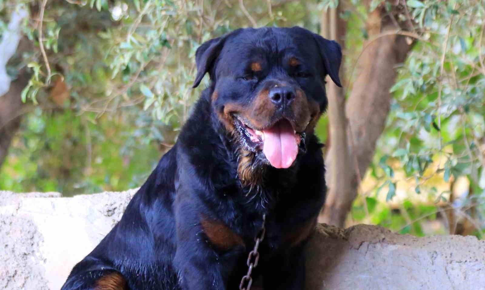 Köpeğin ısırdığı alkollü adam yüzünden yaralandı, polis ekiplerine direndi