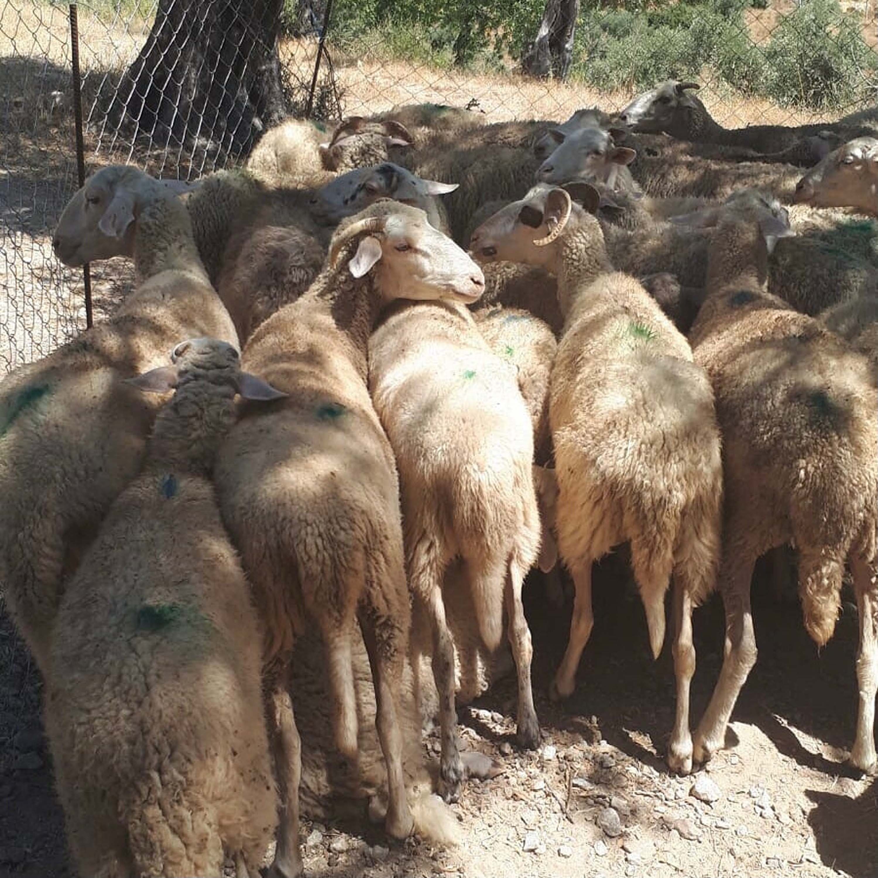 Muğla'da 30 koyun zehirlenerek öldürüldü