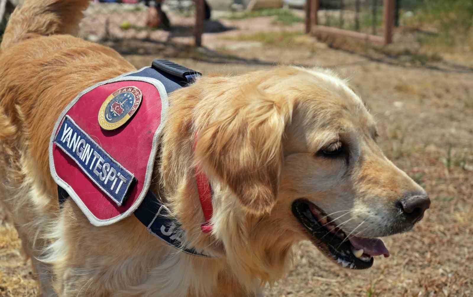 Orman yangınlarındaki kundaklama ve sabotaj, 'Zeytin'in burnundan geçiyor