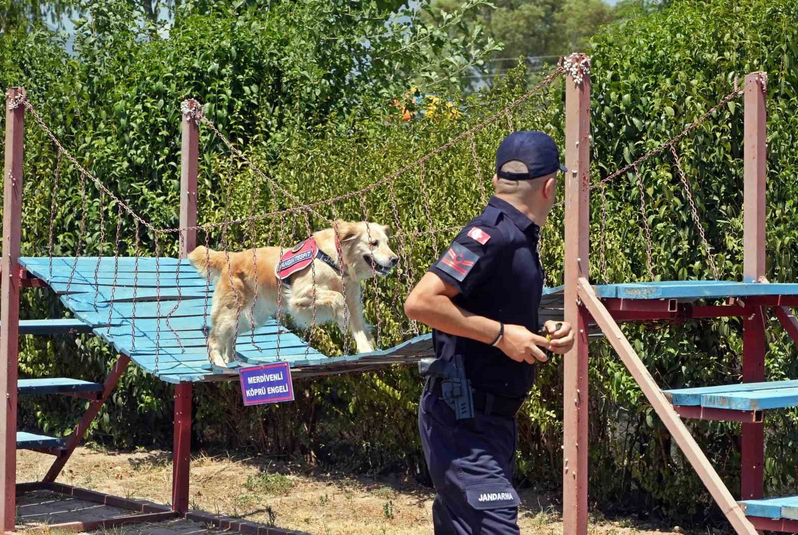 Orman yangınlarındaki kundaklama ve sabotaj, 'Zeytin'in burnundan geçiyor