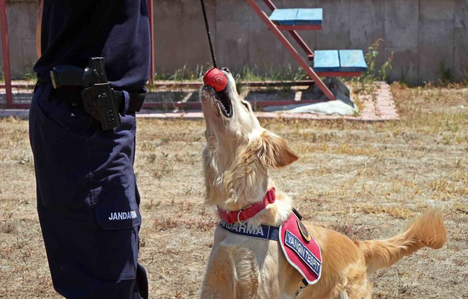 Orman yangınlarındaki kundaklama ve sabotaj, 'Zeytin'in burnundan geçiyor