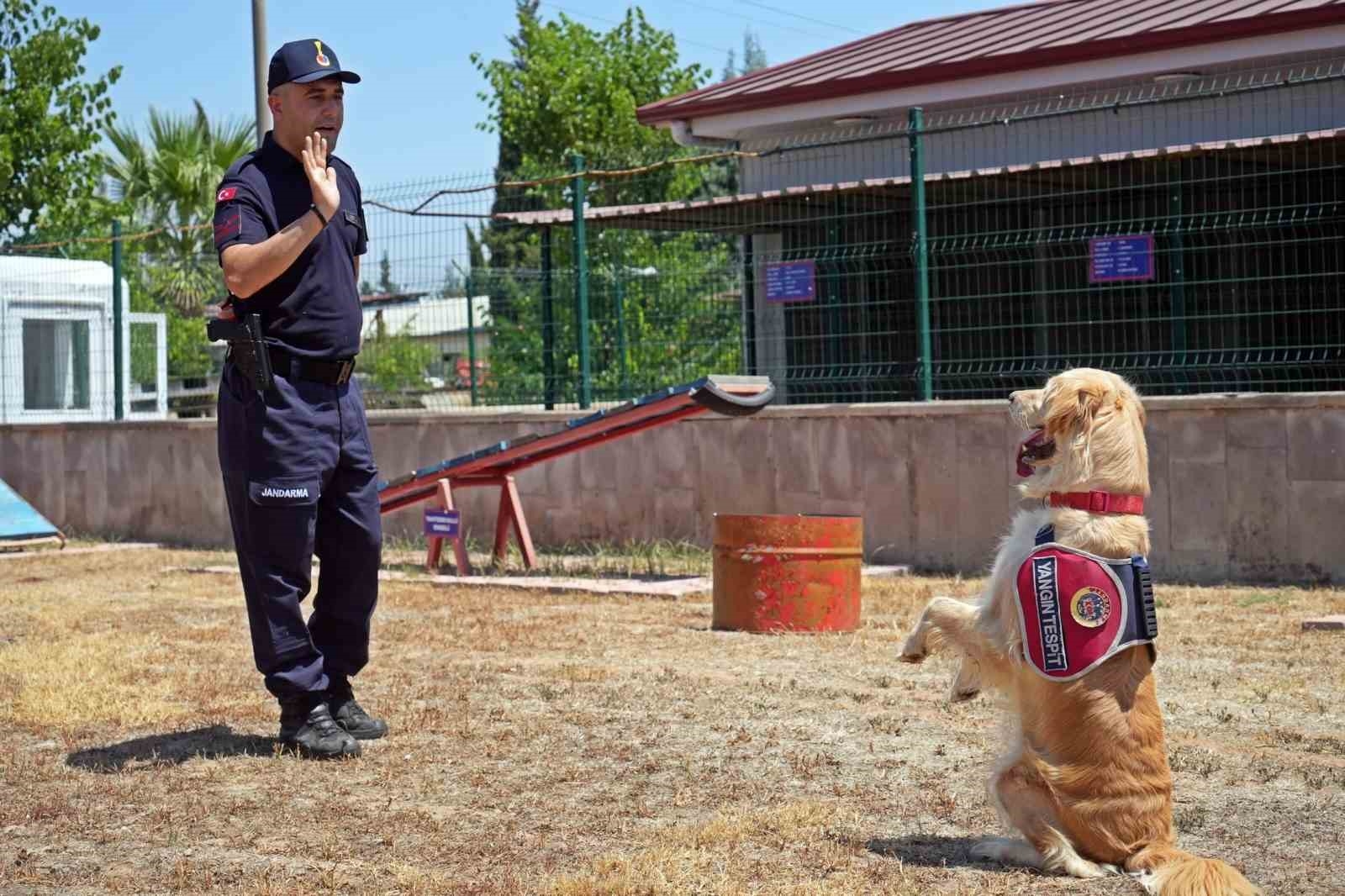 Orman yangınlarındaki kundaklama ve sabotaj, 'Zeytin'in burnundan geçiyor