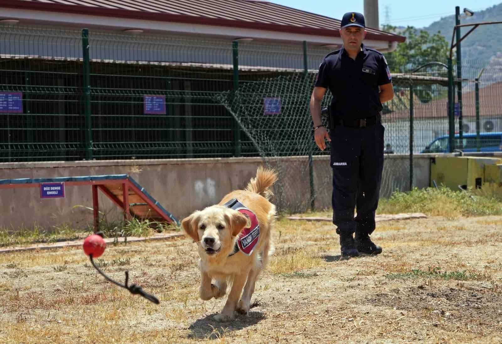 Orman yangınlarındaki kundaklama ve sabotaj, 'Zeytin'in burnundan geçiyor
