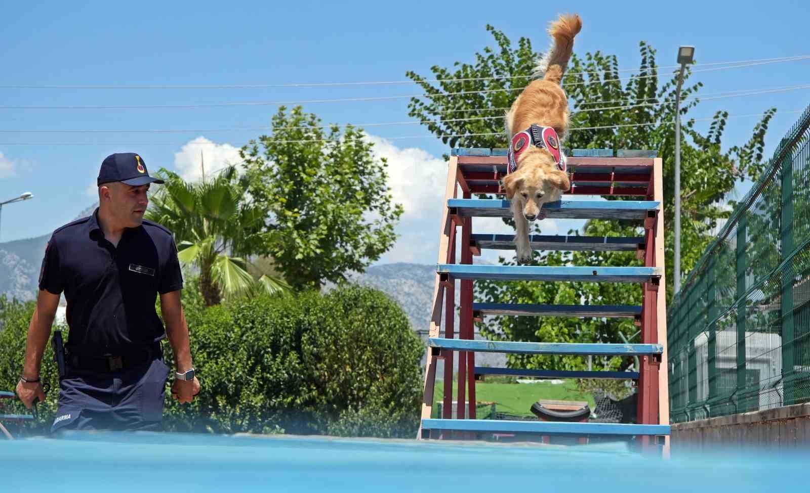 Orman yangınlarındaki kundaklama ve sabotaj, 'Zeytin'in burnundan geçiyor