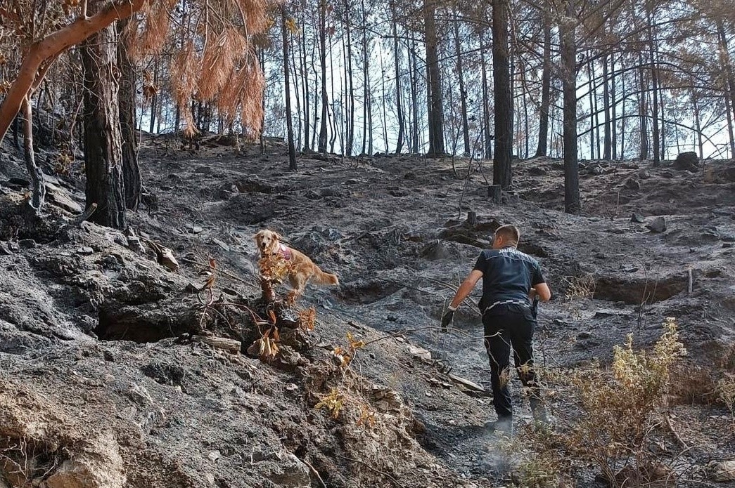 Orman yangınlarındaki kundaklama ve sabotaj, 'Zeytin'in burnundan geçiyor