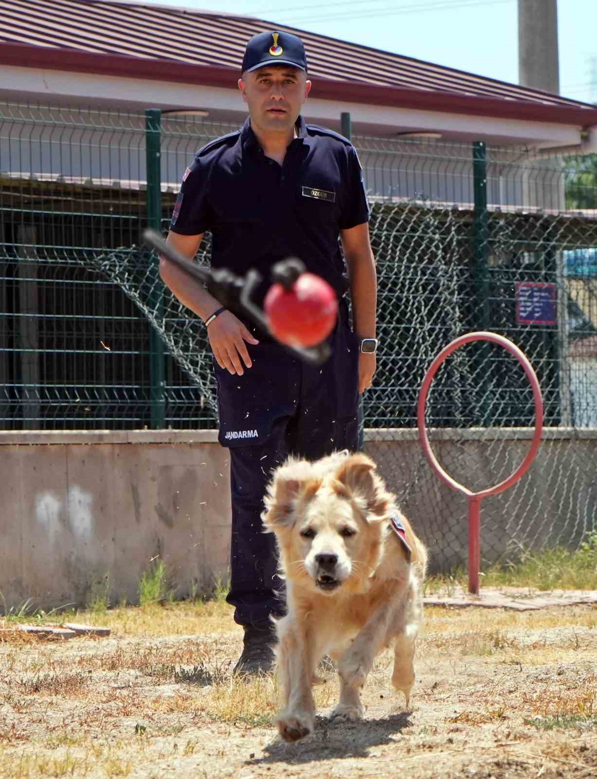 Orman yangınlarındaki kundaklama ve sabotaj, 'Zeytin'in burnundan geçiyor