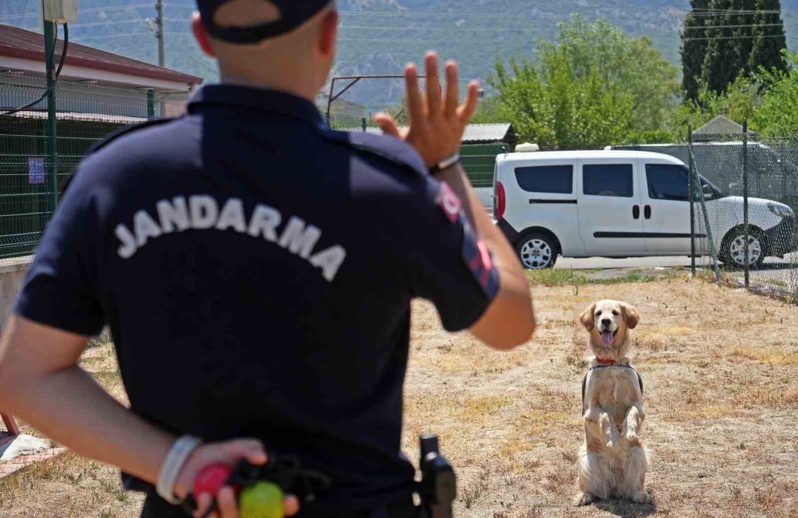 Orman yangınlarındaki kundaklama ve sabotaj, 'Zeytin'in burnundan geçiyor