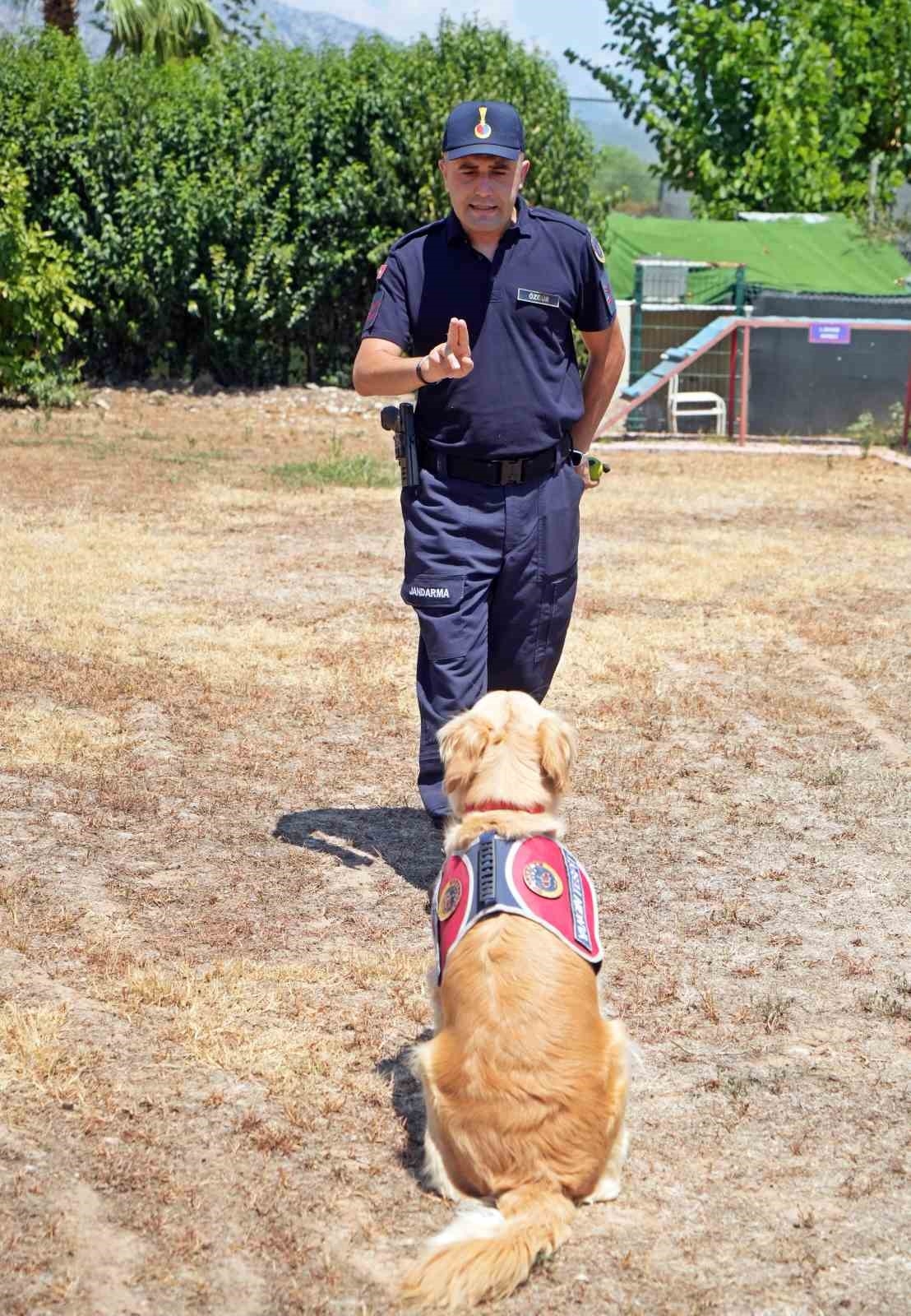 Orman yangınlarındaki kundaklama ve sabotaj, 'Zeytin'in burnundan geçiyor