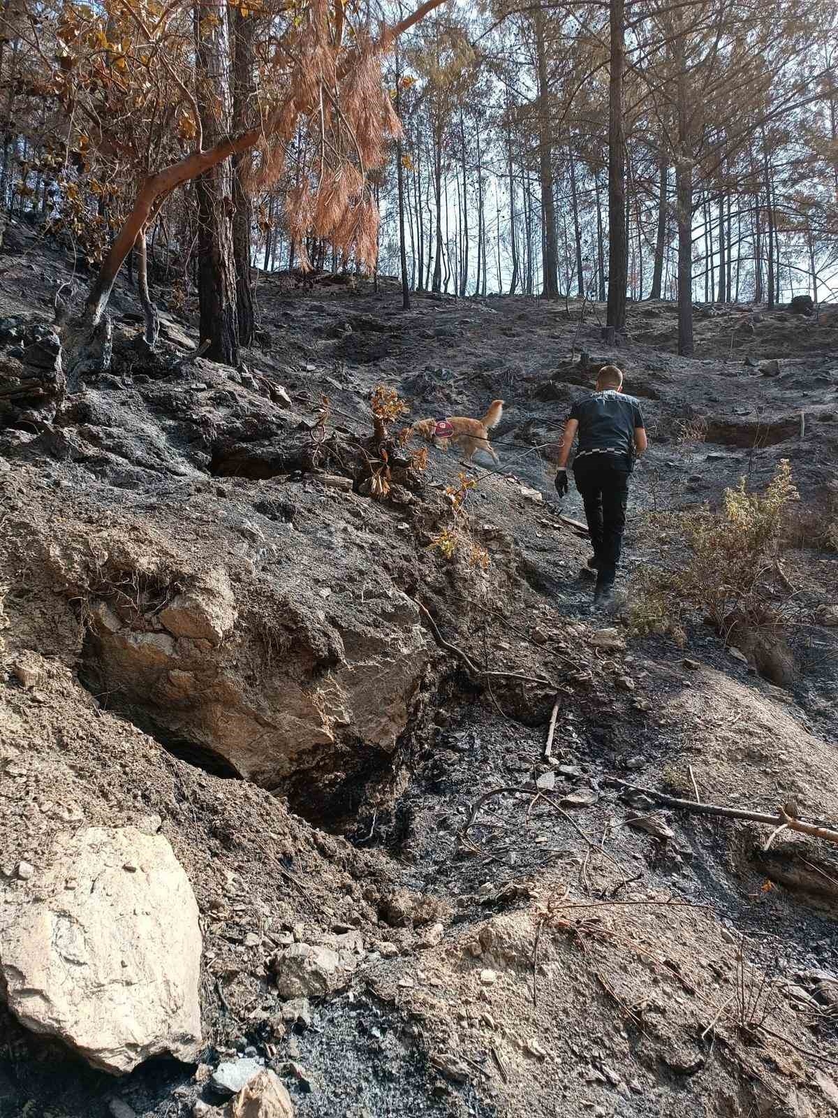 Orman yangınlarındaki kundaklama ve sabotaj, 'Zeytin'in burnundan geçiyor