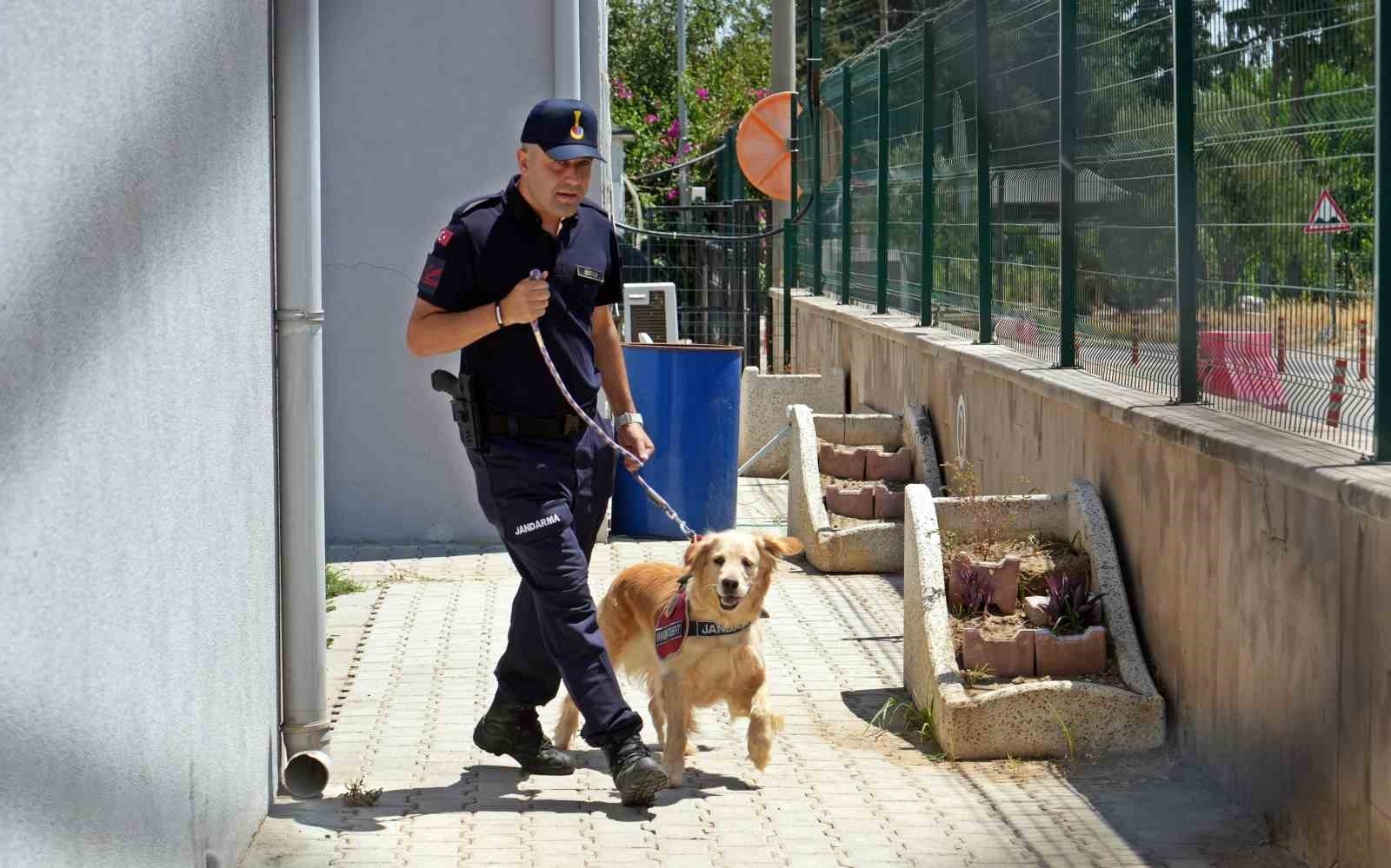 Orman yangınlarındaki kundaklama ve sabotaj, 'Zeytin'in burnundan geçiyor