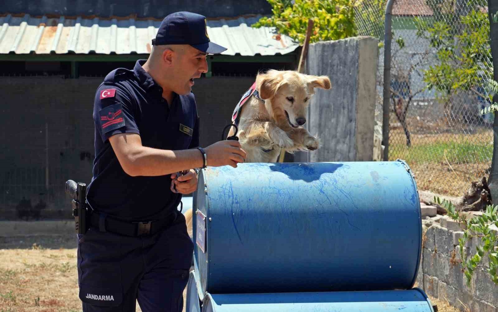 Orman yangınlarındaki kundaklama ve sabotaj, 'Zeytin'in burnundan geçiyor