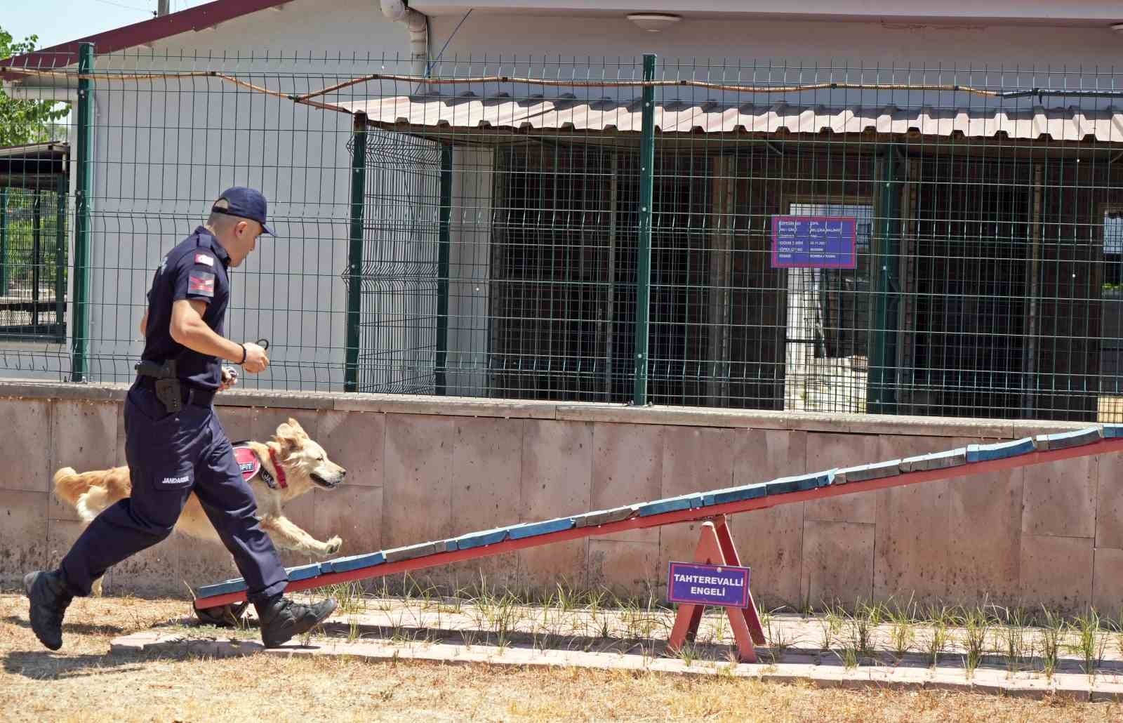 Orman yangınlarındaki kundaklama ve sabotaj, 'Zeytin'in burnundan geçiyor
