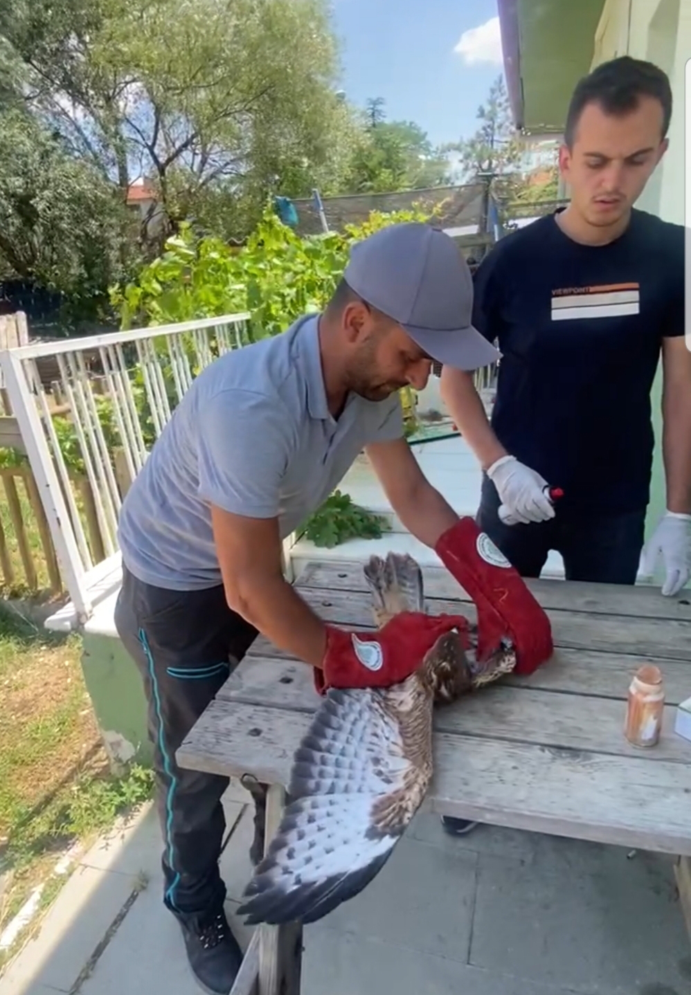 Otomobilin çarptığı şahin tedavi sonrası doğaya bırakıldı