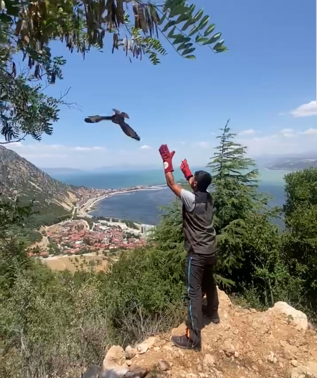 Otomobilin çarptığı şahin tedavi sonrası doğaya bırakıldı