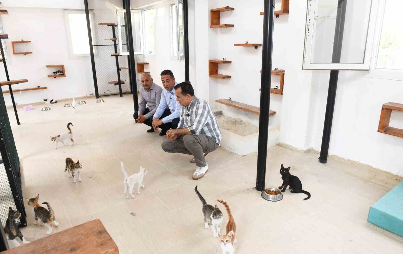 Özyiğit: "3 aylık bir sürede 11 köpeğimizi sahiplendirdik"