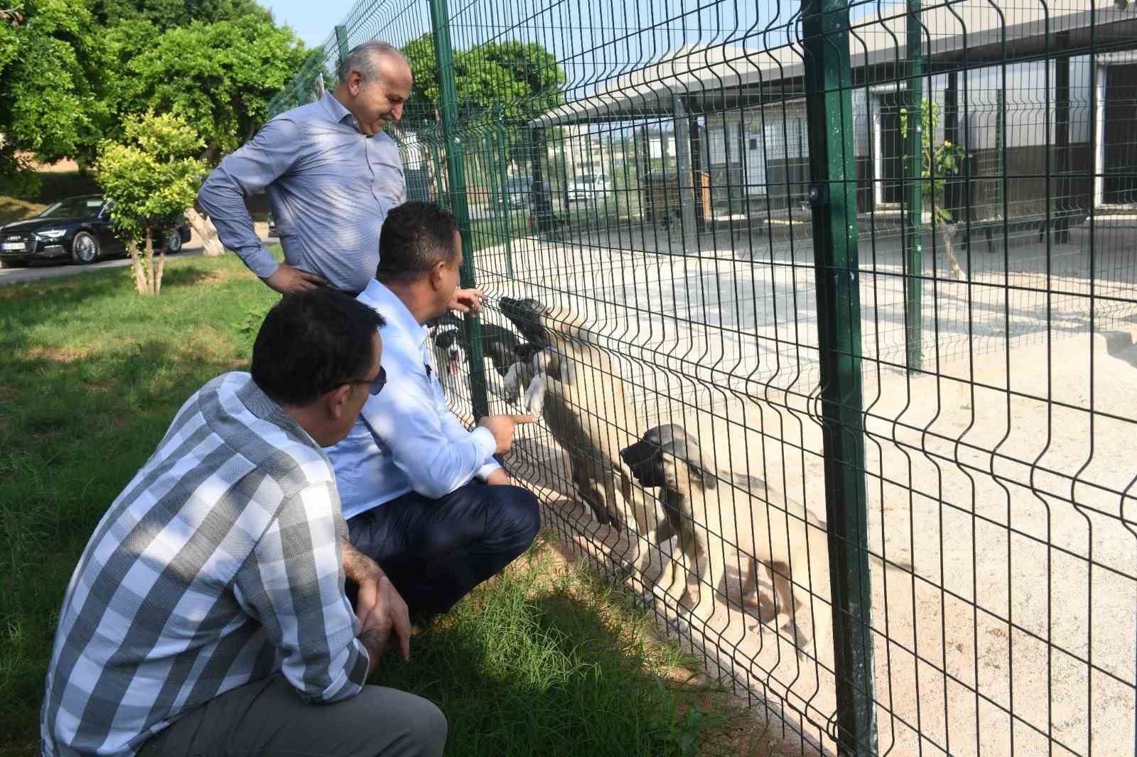 Özyiğit: "3 aylık bir sürede 11 köpeğimizi sahiplendirdik"