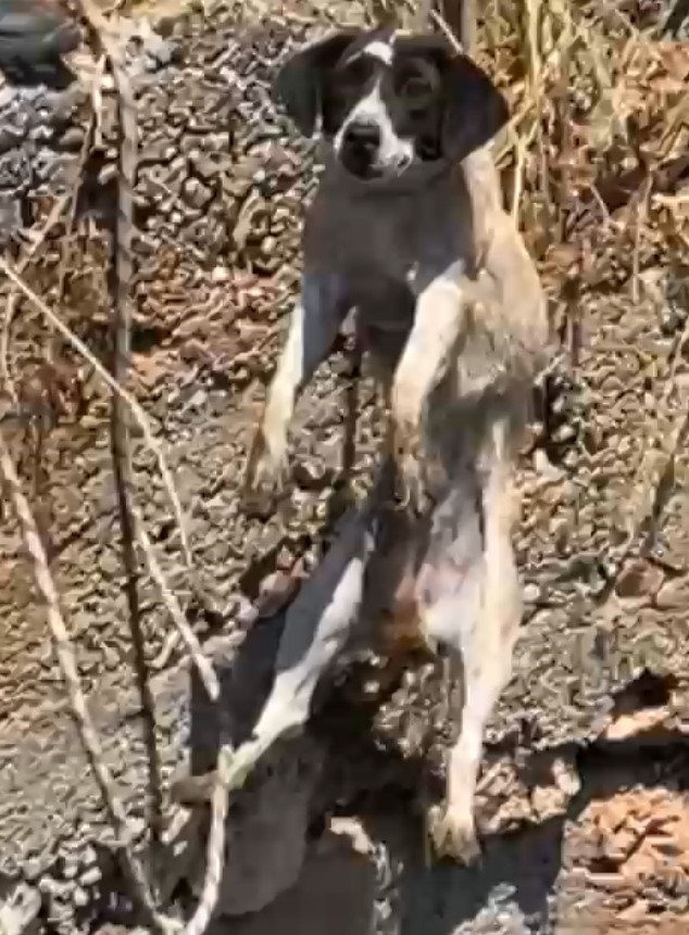 Demre'de 10 metrelik kuyuya düşen köpek, itfaiye operasyonuyla kurtarıldı
