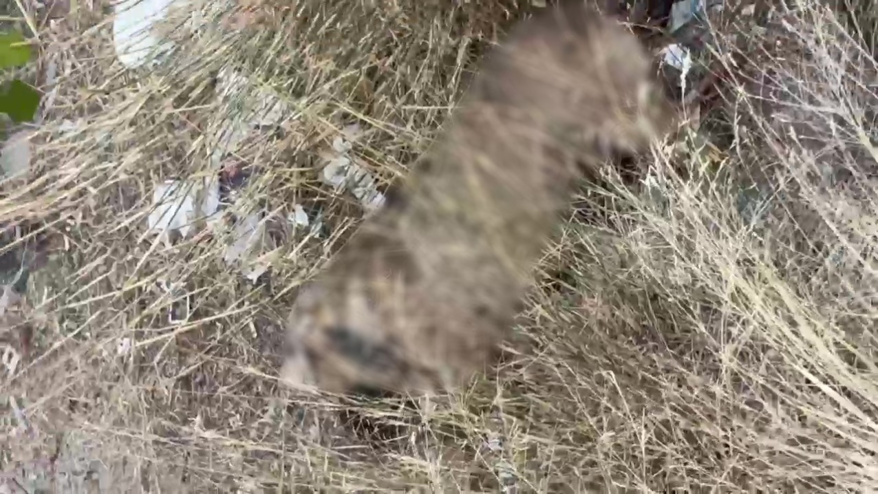 İki sokak köpeğinin ölü bulunduğu mahallede hayvanseverlerden tepki