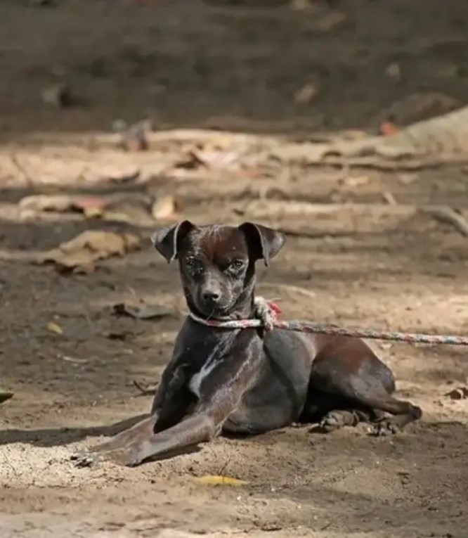 İki sokak köpeğinin ölü bulunduğu mahallede hayvanseverlerden tepki