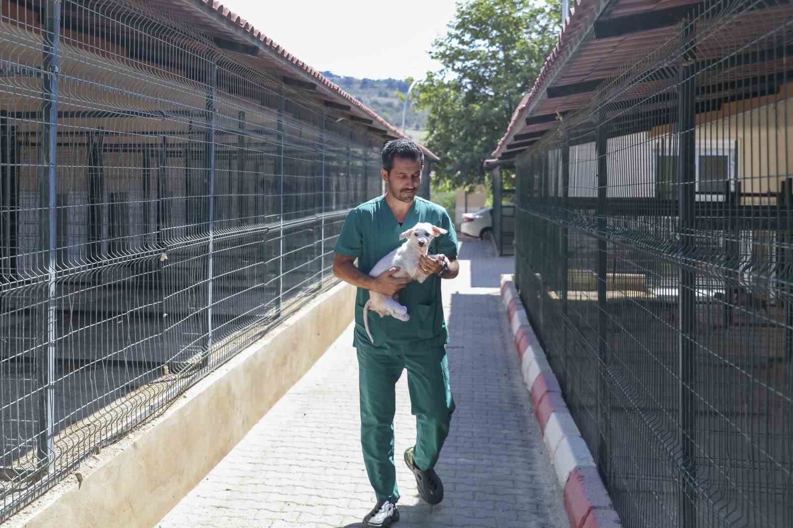 Polis ve itfaiye kurtarmıştı: Ayakları kesilen köpek sağlığına kavuştu