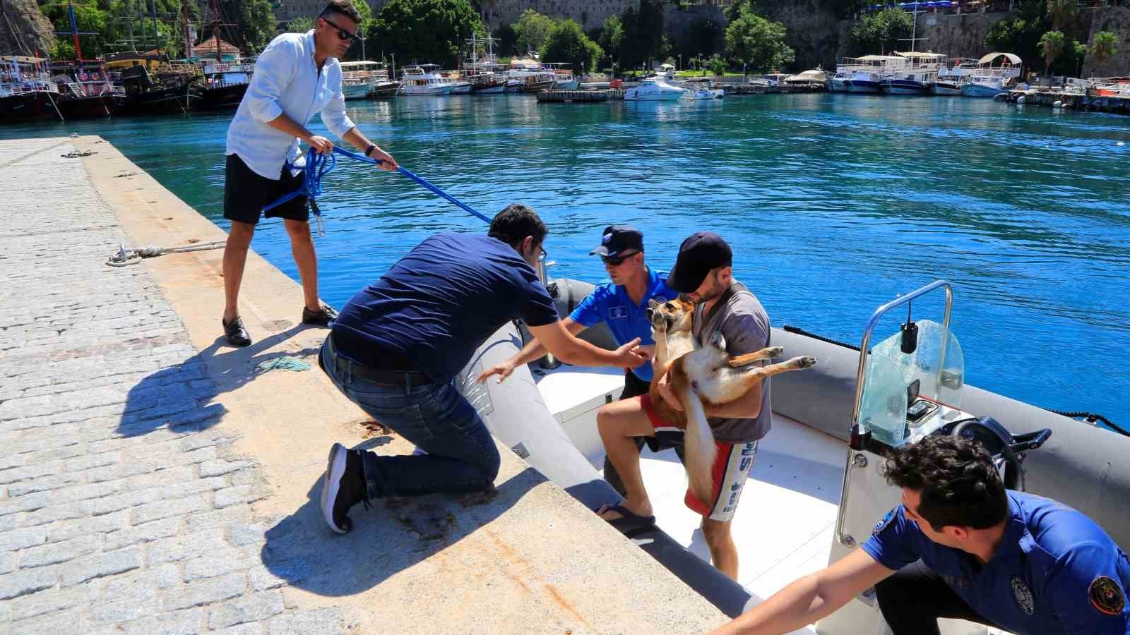 Tasmasından kurtulan köpek 20 metrelik kayalıklardan aşağı düştü