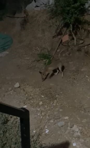 Tilki ve bahçe sahibi arasındaki sohbet gülümsetti